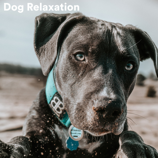 Dog Relaxation cover art