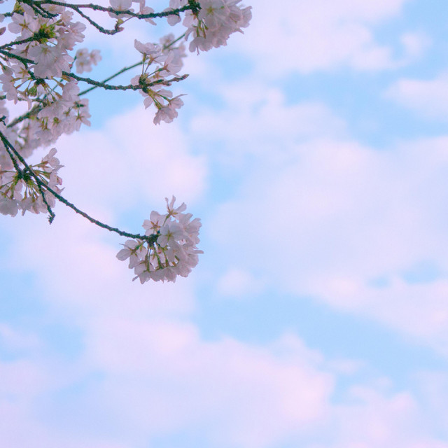 Cotton Clouds