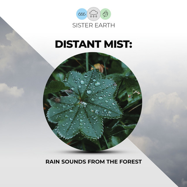 Distant Mist: Rain Sounds from the Forest - EP by Rain for Deep Sleep ...
