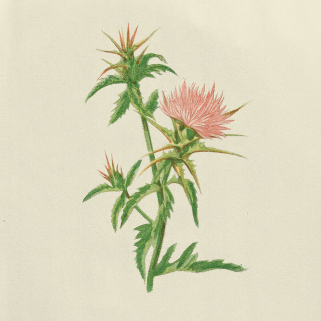 The Remnants of Star Thistle cover