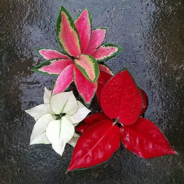 Tri Roses