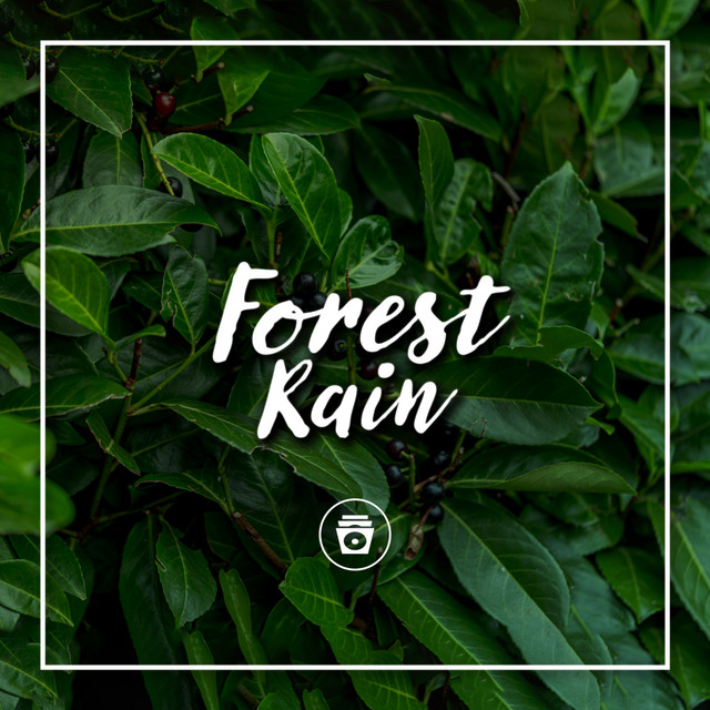 Forest Rain cover art