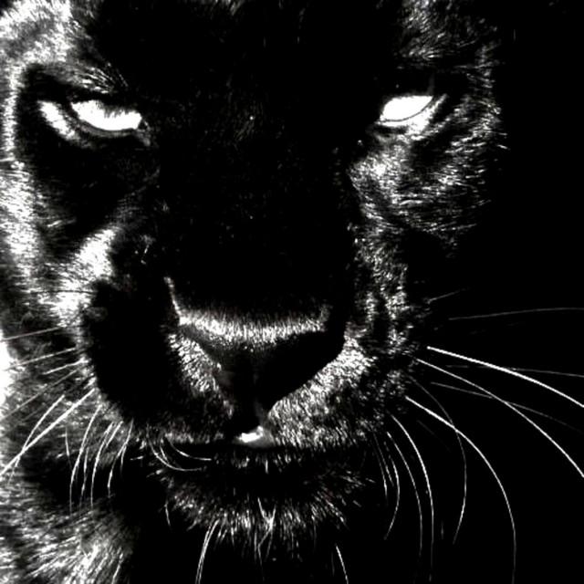 FEROCITY (Versions)