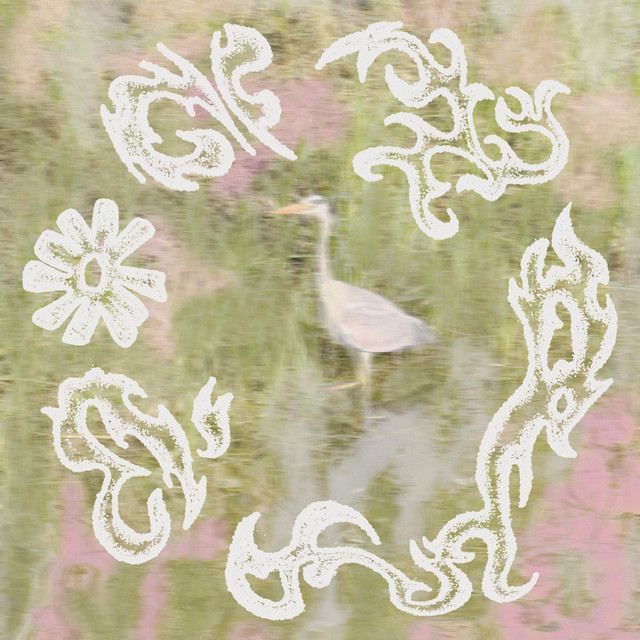 Wildflowers album image