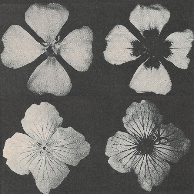 Kaleidoscopes cover art