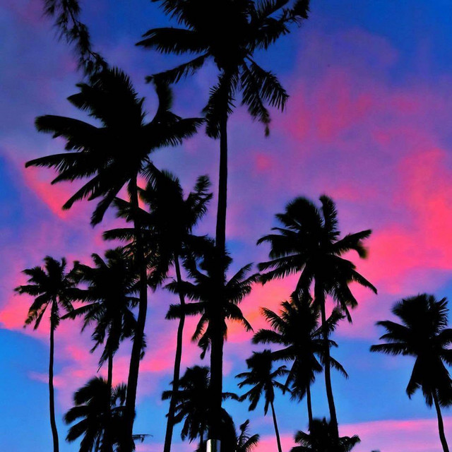 Coconut Tree cover