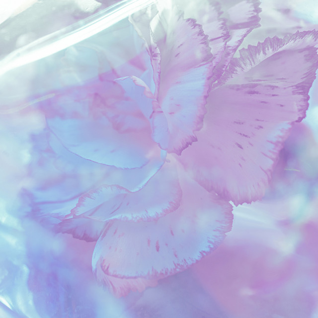 Stillness Within cover art