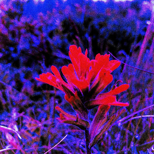 RED MOUNTAIN FLOWER cover art