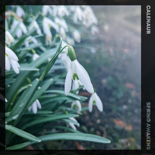 Spring Awakens cover