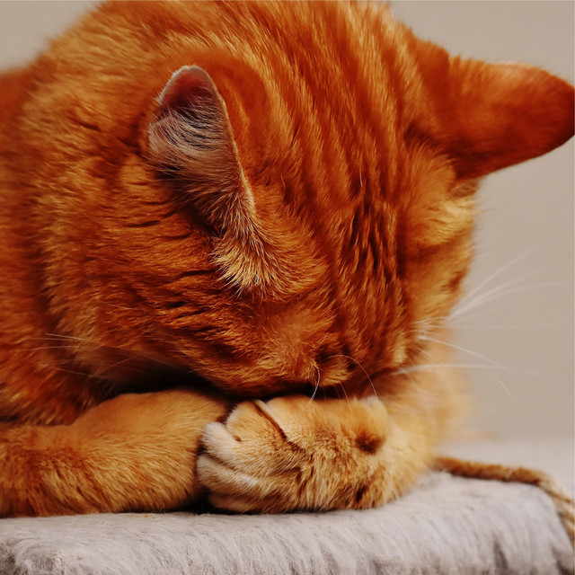 Relaxing Music Therapy Music for Cats cover art