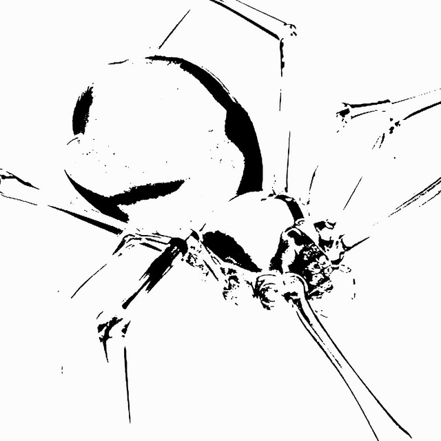 spider cover art