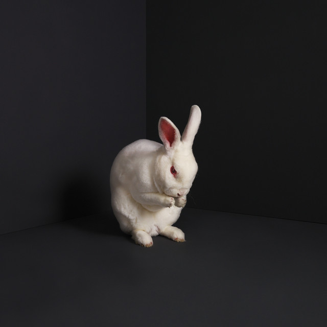 Rabbits cover art