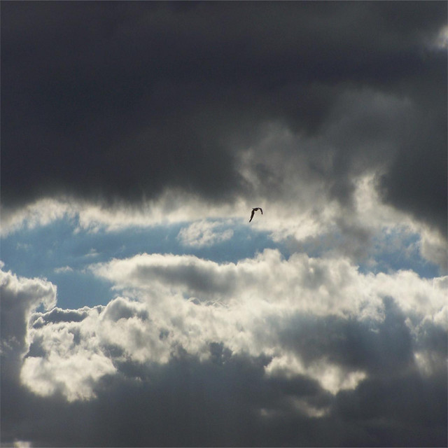 Lone Gull Fly