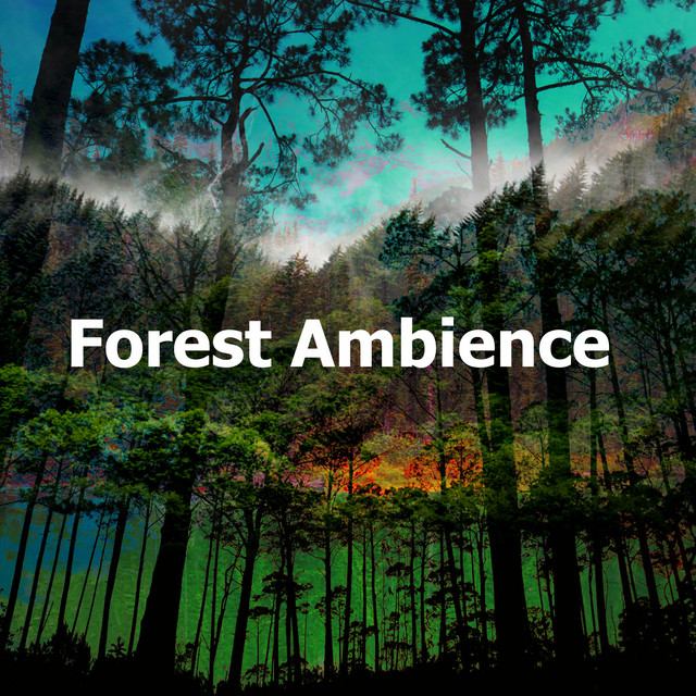 Forest Ambience - Album by Forest Sounds | Spotify