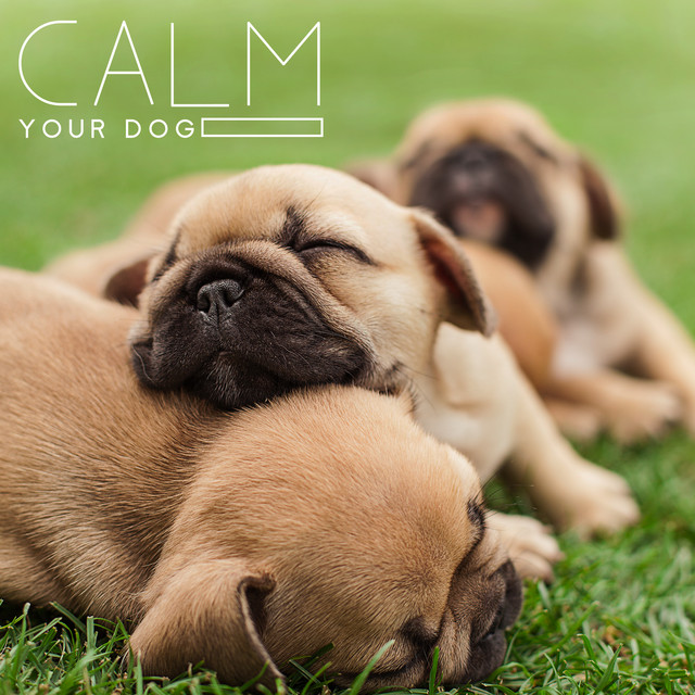 Calm Your Dog: Lullaby for Pets Soft Animal Sleep Music cover art