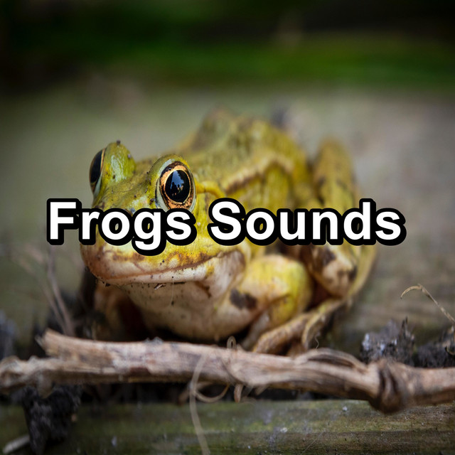 Frogs Sounds cover art