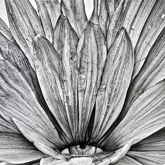 Flowers blooming under the white wall cover art