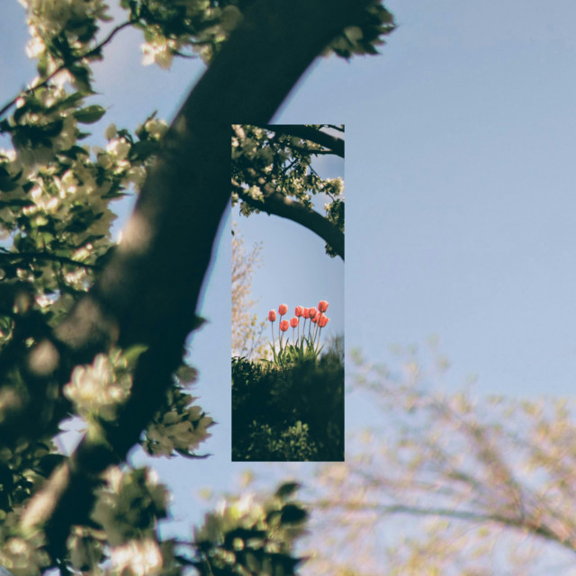 Forest cover art