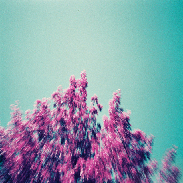 Settle cover art