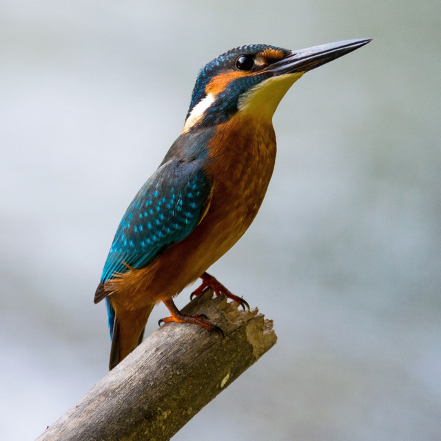 Singing Birds cover art