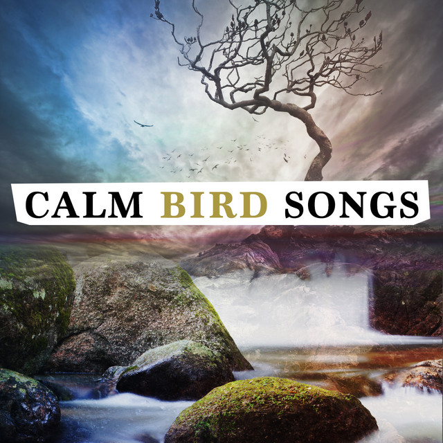 Calm Bird Songs - Album by Calm Bird Sounds | Spotify