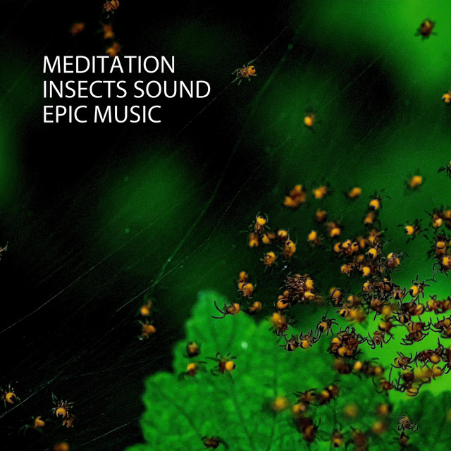 Meditation: Insects Sound Epic Music - Album by Waterfall Sound | Spotify