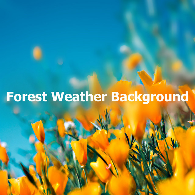 Forest Weather Background Album by Nature Sounds Spotify