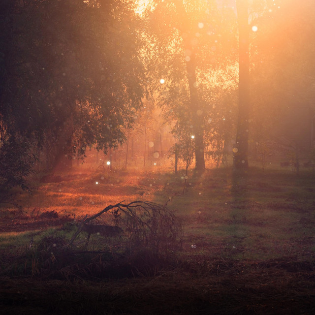 Bathed in Light album image
