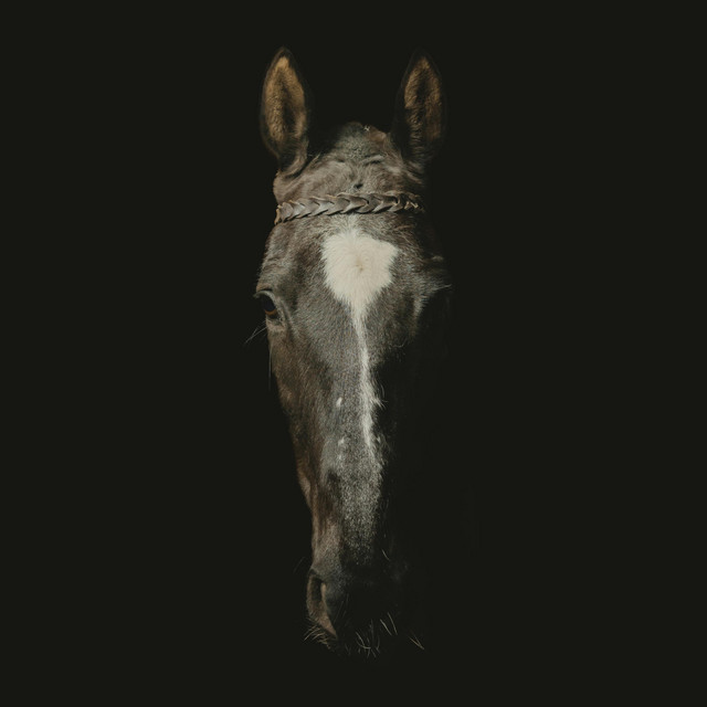 Surrender cover art
