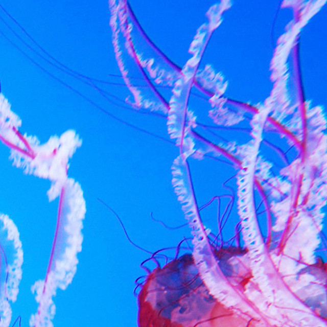 Dreaming on the Planet of Jellies cover art