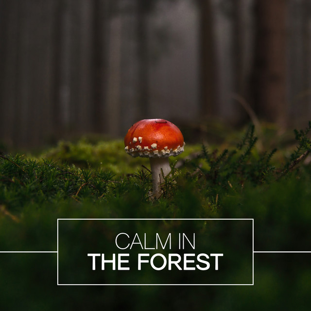 Calm in the Forest cover art