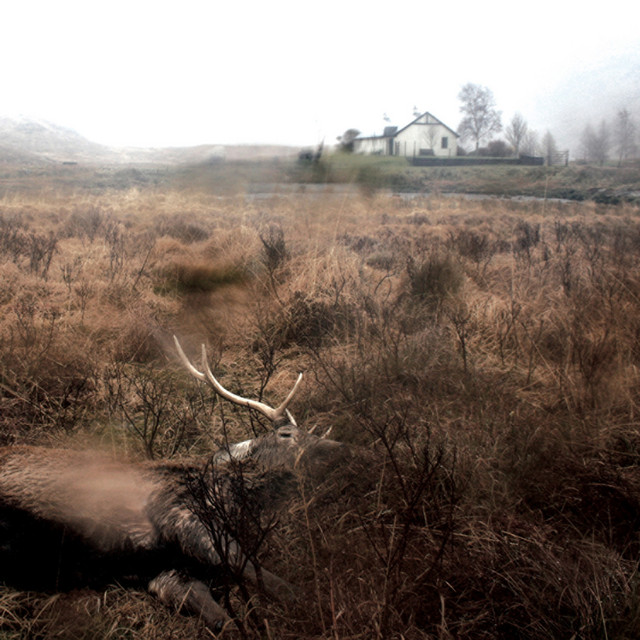 Feels, Feathers, Bog and Bees cover art