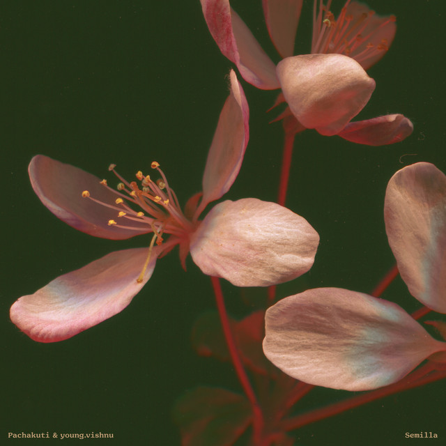 Semilla cover art