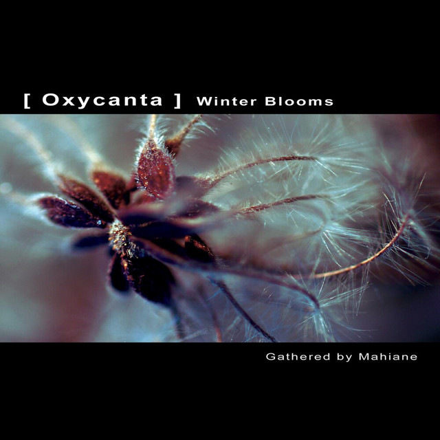 Oxycanta Winter Blooms cover art