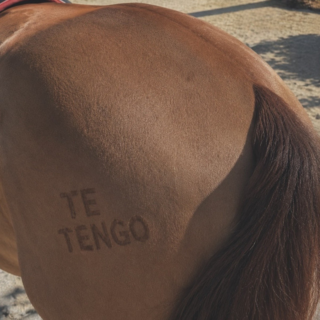 TE TENGO