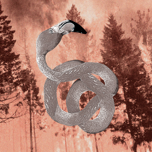 The Fall of the Flamingo Gardens cover art
