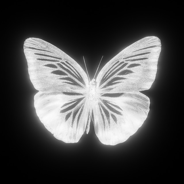 Pochette du titre MARIPOSA