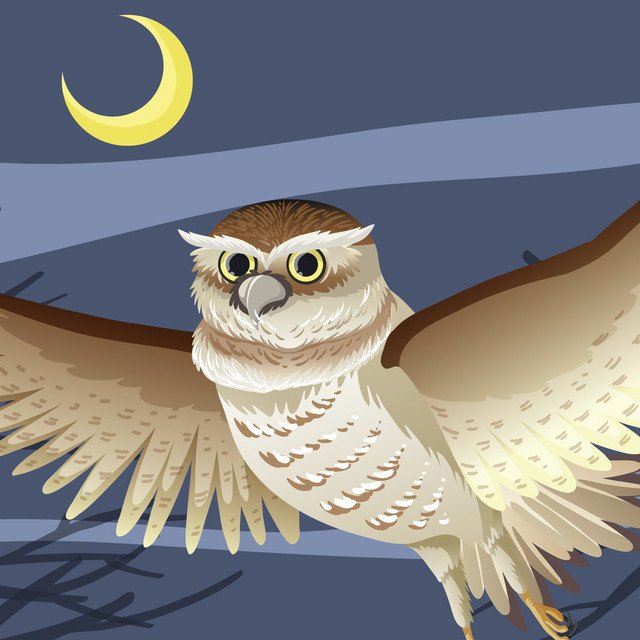 Owl O’Clock