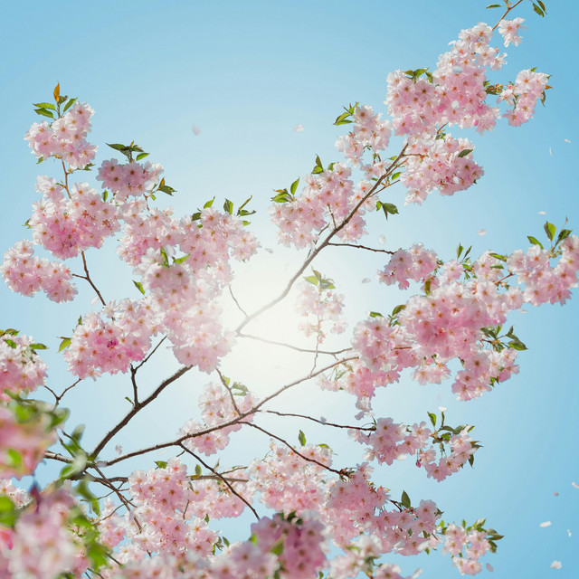 Обкладинка: Spring sun — Oleksii Kalyna
