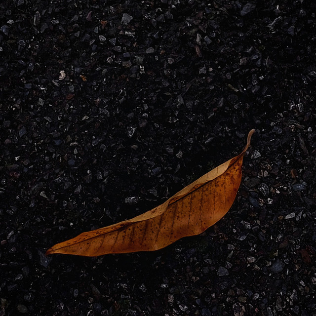 Hibermate Fall by Cardi Mist