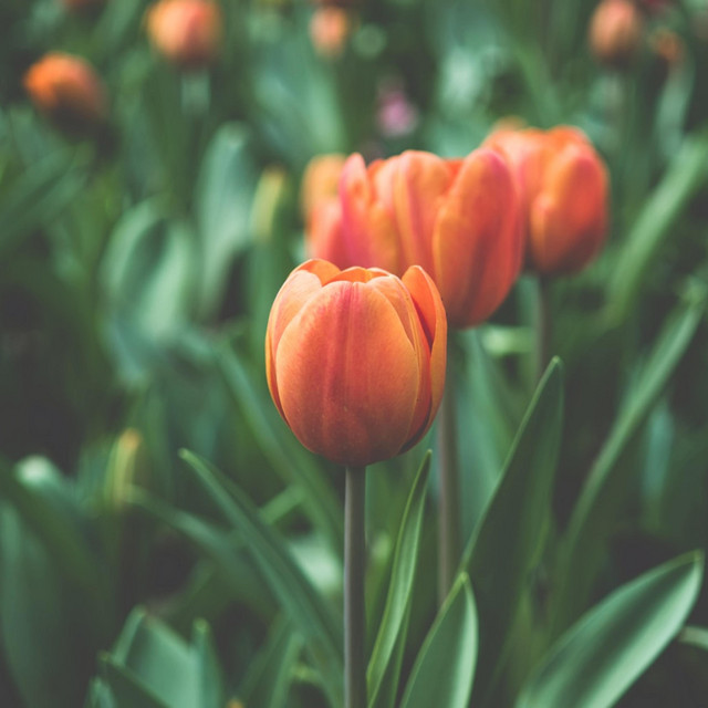Spring cover art