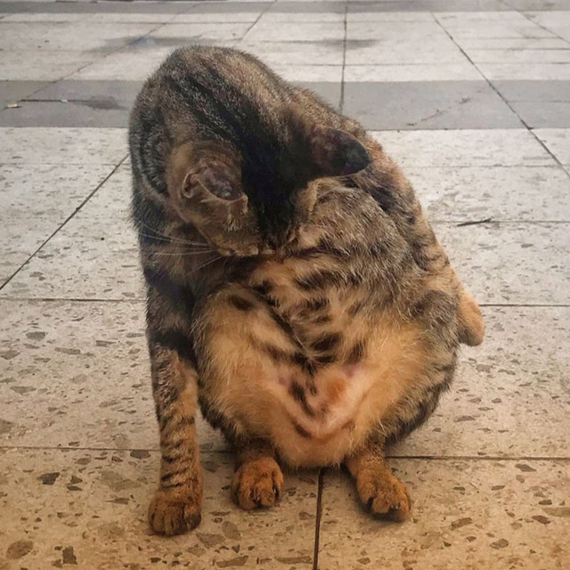 Orange Cat