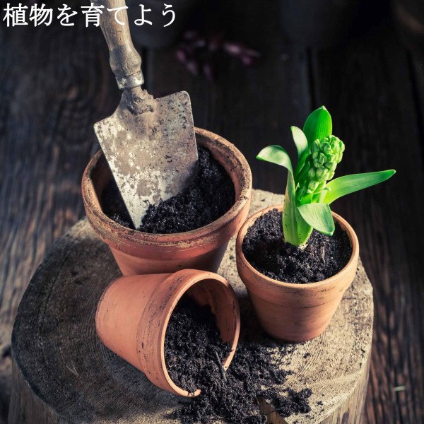 植物を育てよう cover art