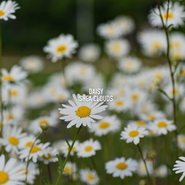 Daisy cover art