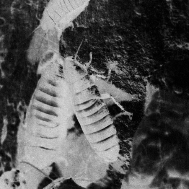Roaches cover art