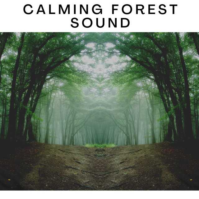 Calming Forest Sound cover art