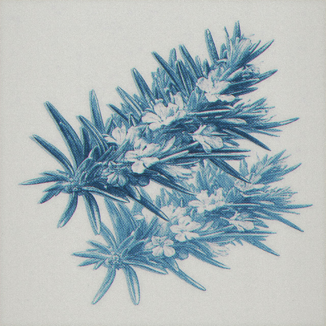 rosemary.