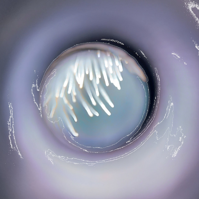 Polën