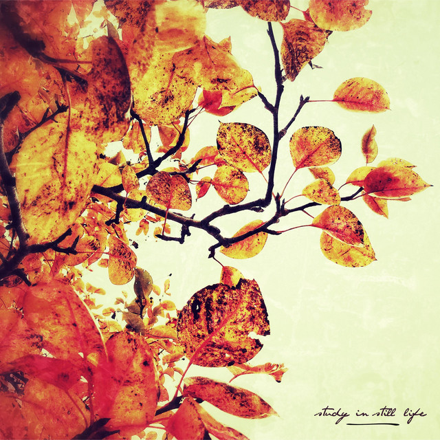 Study in Still Life (single)