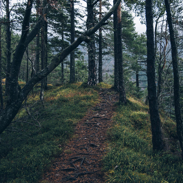 Forest cover art